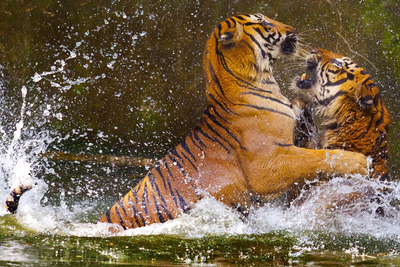 671 - FIGHT - LIM CHEE KEONG - malaysia.jpg